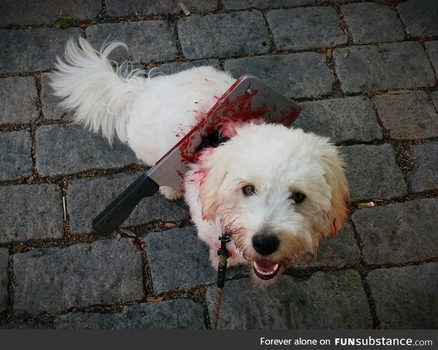 Zombie dog