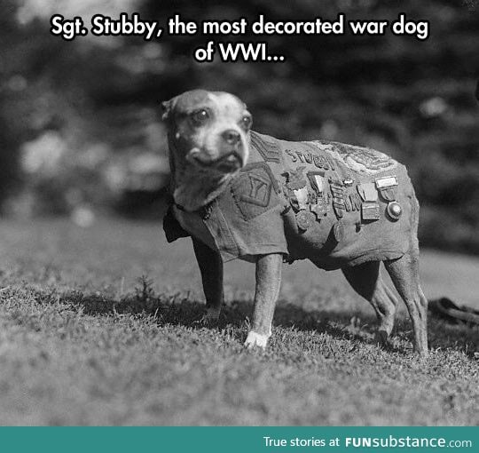 Sgt. Stubby