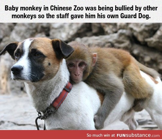 Baby monkey's protector