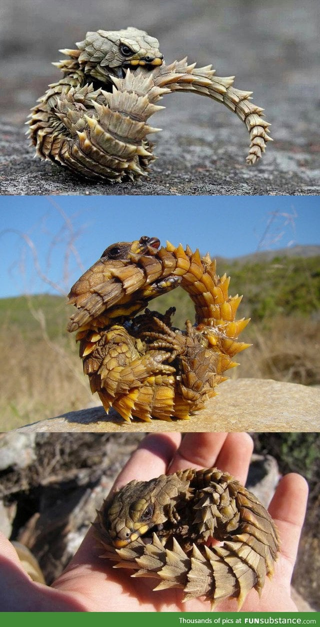 Armadillo lizard