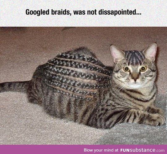 Cat braids?