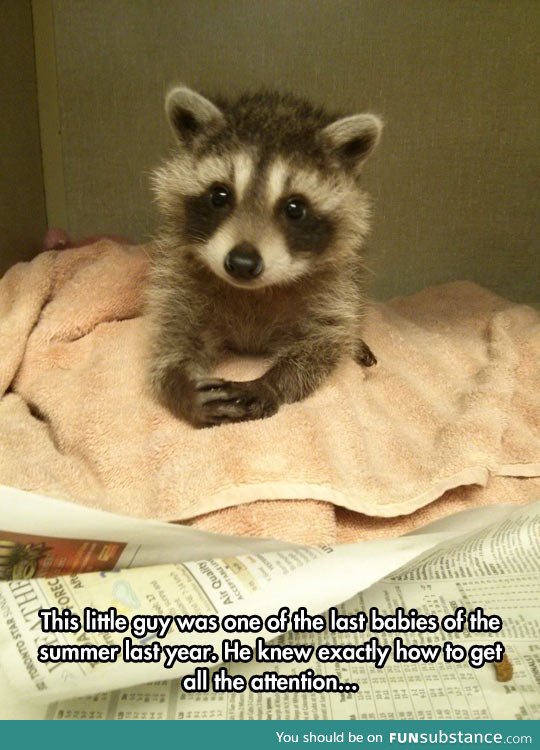 Baby raccoon would like to have a word with you