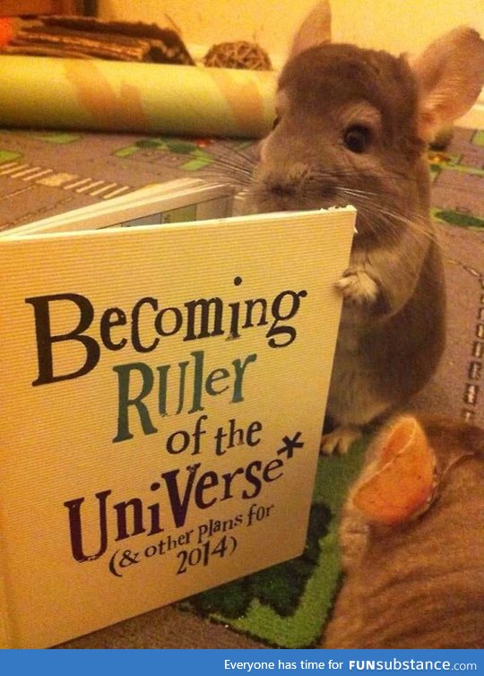 A chinchilla's evil plans