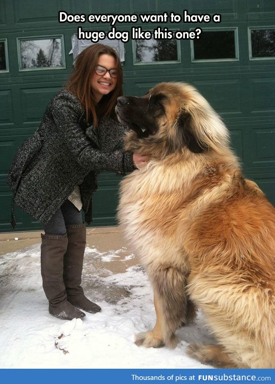 The giant leonbergers