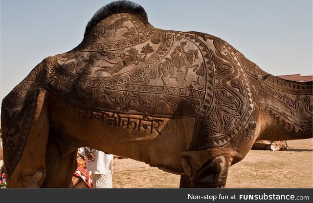 Beautiful camel shearing