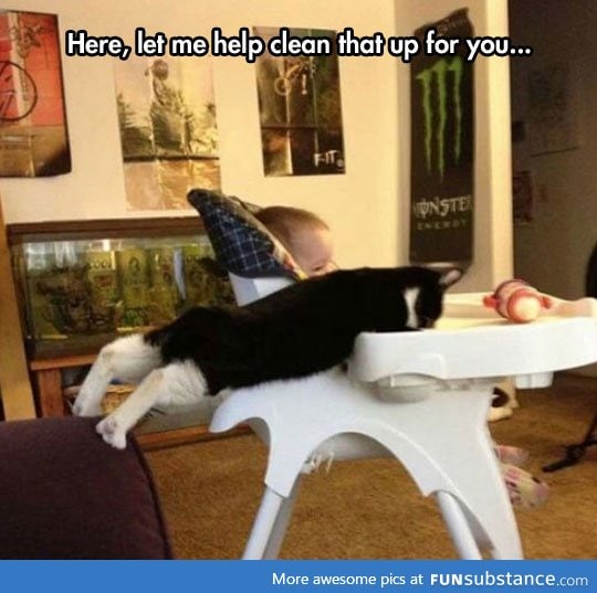 Cats: Helping you clean milk since always