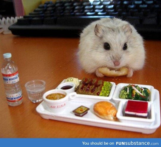 Tiny hamster enjoying a tiny nutritious lunch