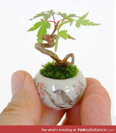 Look at this tiny Maple Bonsai ... LOOK AT IT!