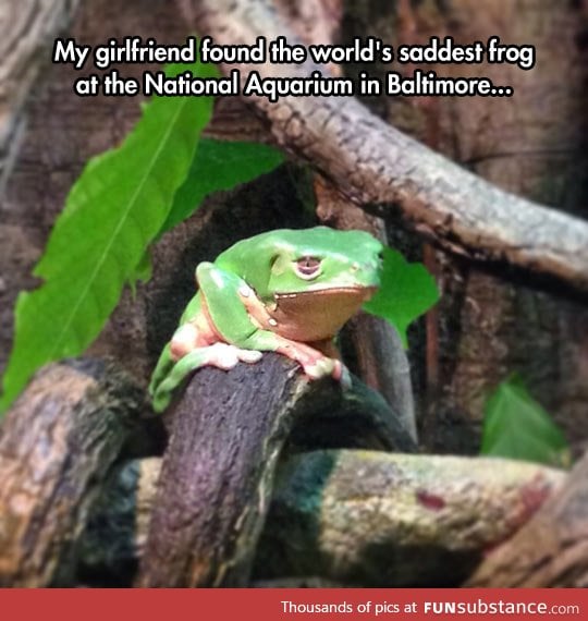 The Saddest Frog I've Ever Seen