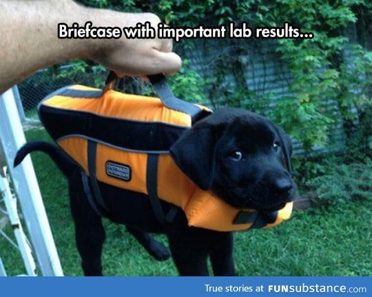 Lab results conclusive for cuteness