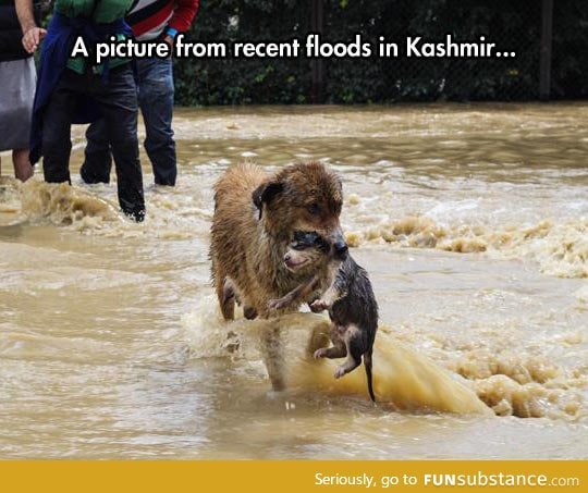 Dog and her puppy in a flood