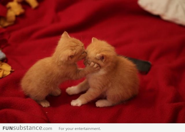 Kitten Forehead Kiss