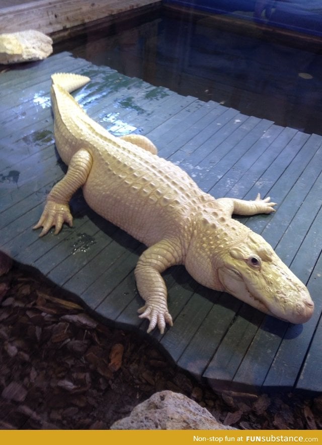 Albino Alligator, only 12 know alive in the world