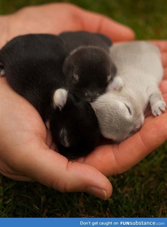 A handful of baby bunnies