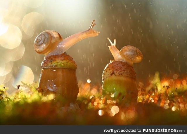 Snails in rain