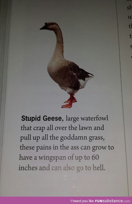 The real truth about geese