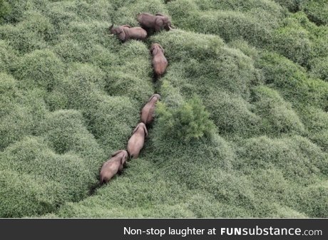 Elephants walking through the rainforest