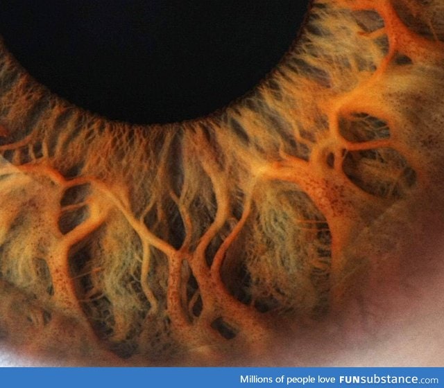 Zoomed in picture of an eye