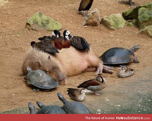 Just a capybara chilling with some ducks and turtles