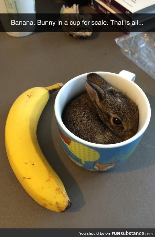 Excuse Me, But There's A Hare In My Drink