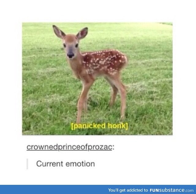 Oh deer...