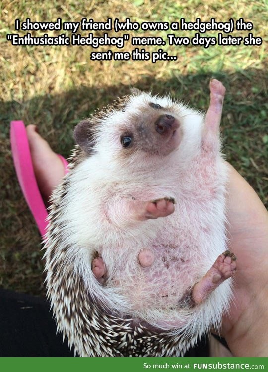 An even more enthusiastic hedgehog