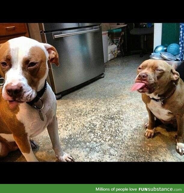 Pitbull fight