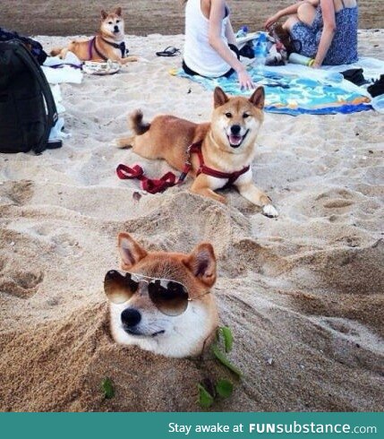 WOW.Such sand.                            Very cool.              Much chill.