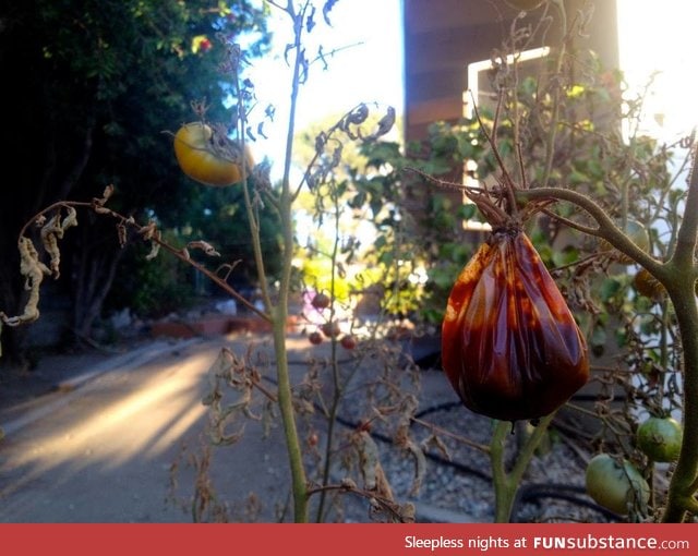 A rotten tomato that refused to leave the vine