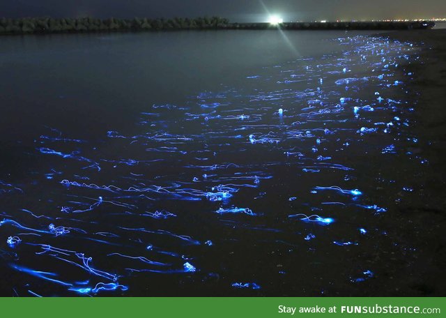 Firefly squid in Japan