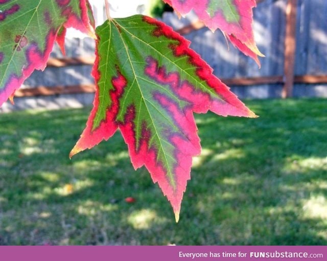 Fall taking over the leaves