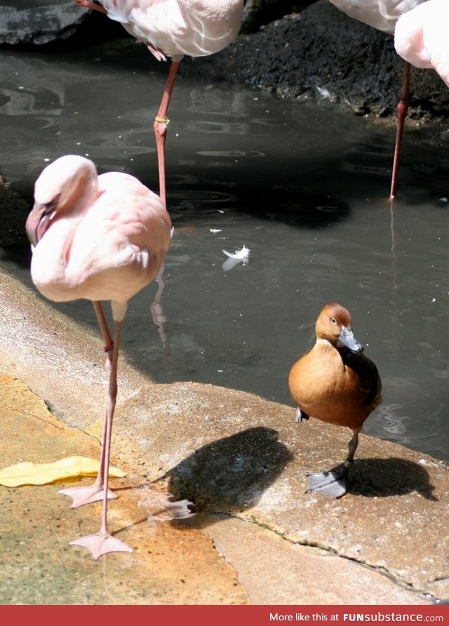 This duck is having an identity crisis