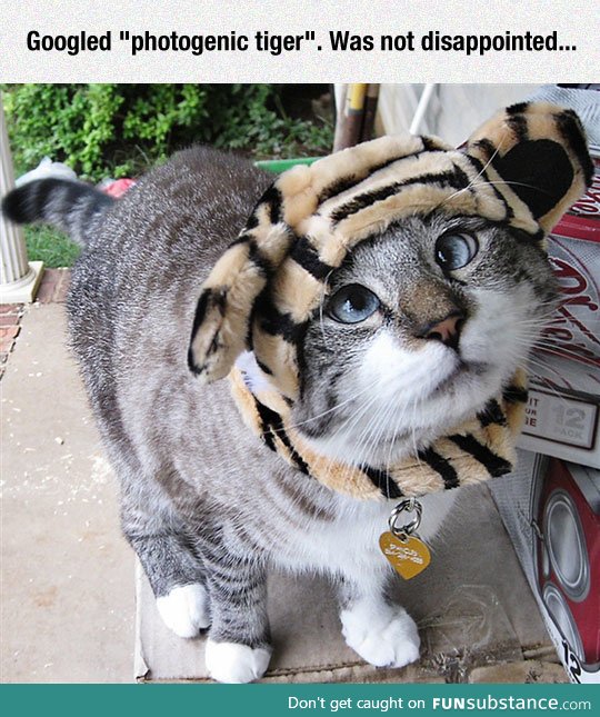 Spangles, the cross-eyed cat