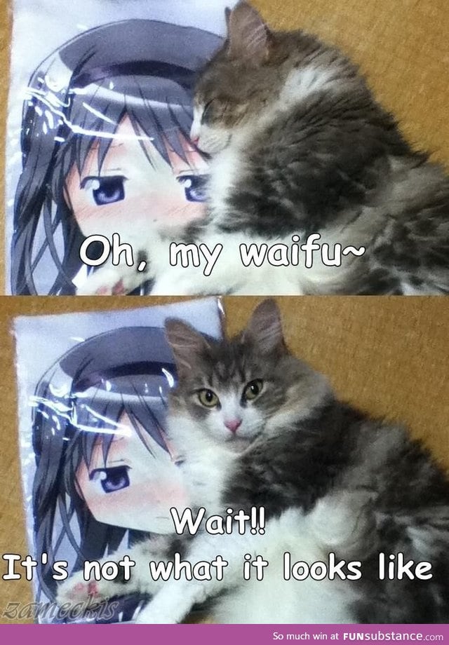 Oh waifu