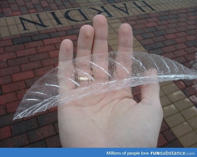 Pulled a layer of ice off a leaf