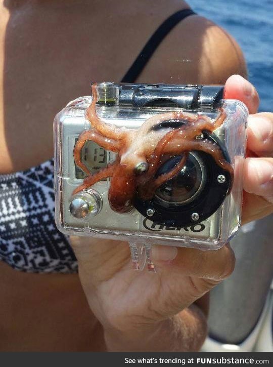 Photobombing level: Octopus