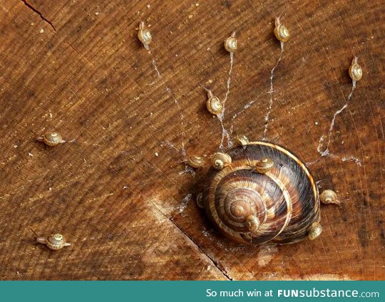 Snails being born