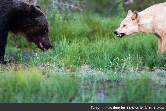 A bear and a wolf meet between the Finnish-Russian border. Photo by Thomas Mørch