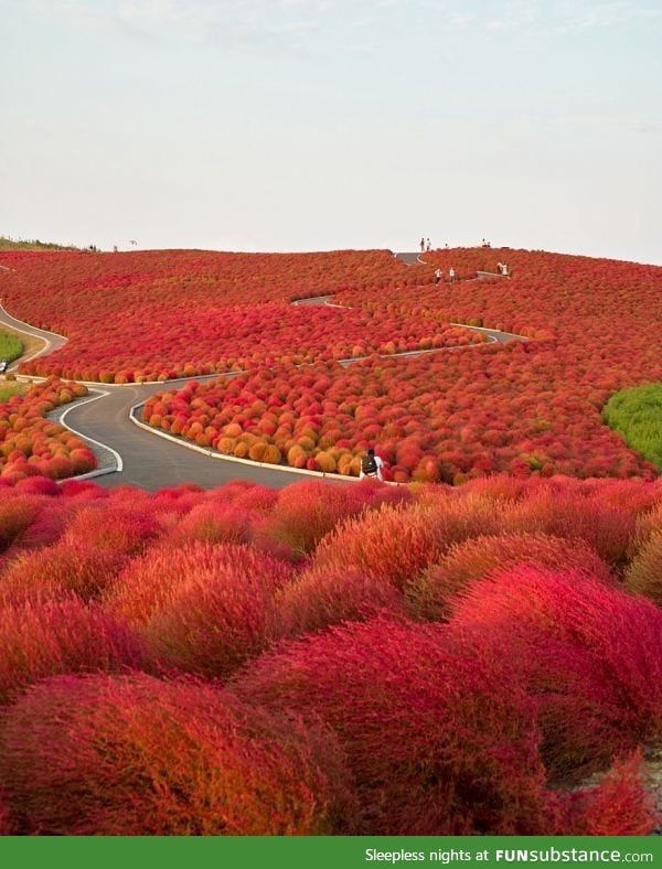 Hitachi seaside park, japan