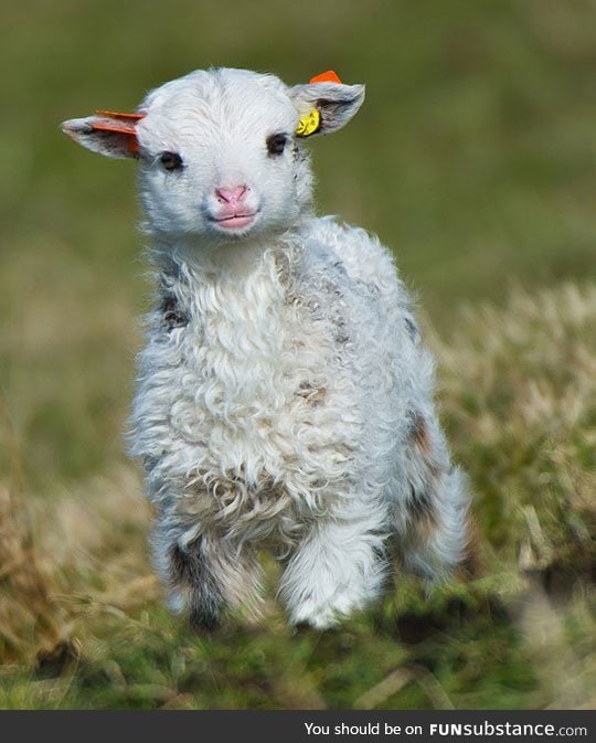 Mary had the cutest little lamb