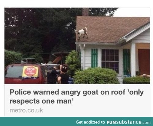 Angry goat