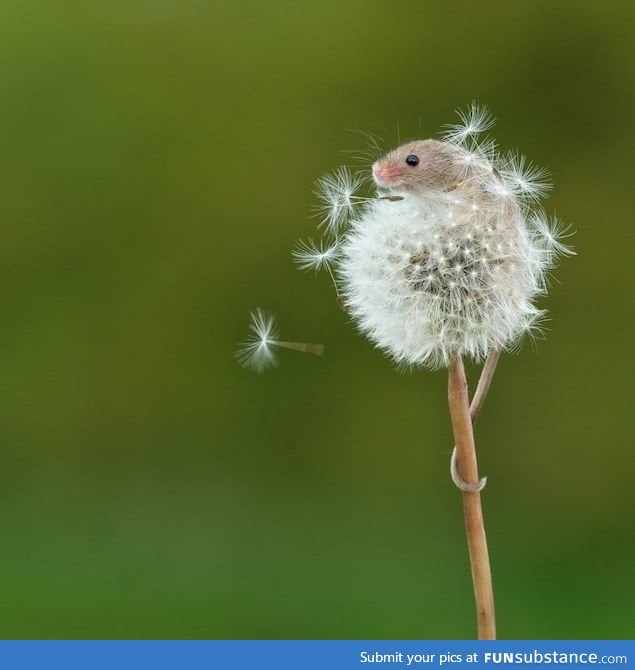 Tiny harvest mouse climbs a dandelion