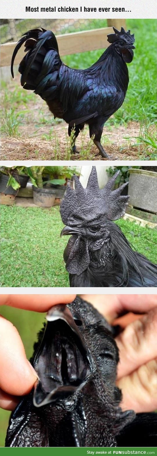 Completely black chicken