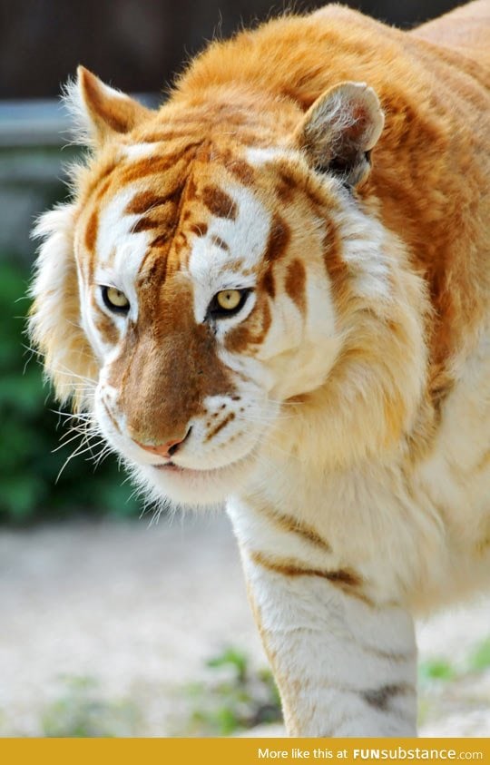 The rare Golden Tiger