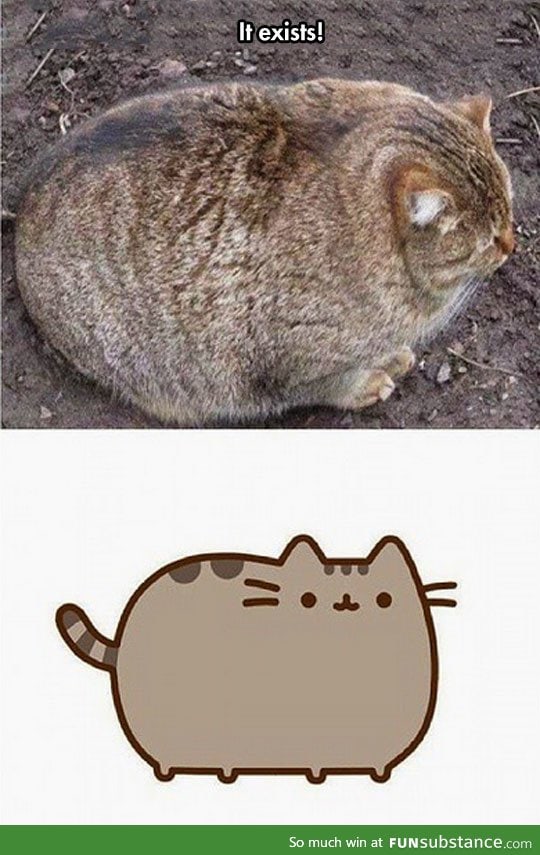 The real pusheen