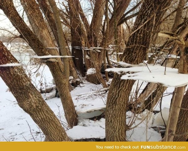 Ice on a tree after a flood