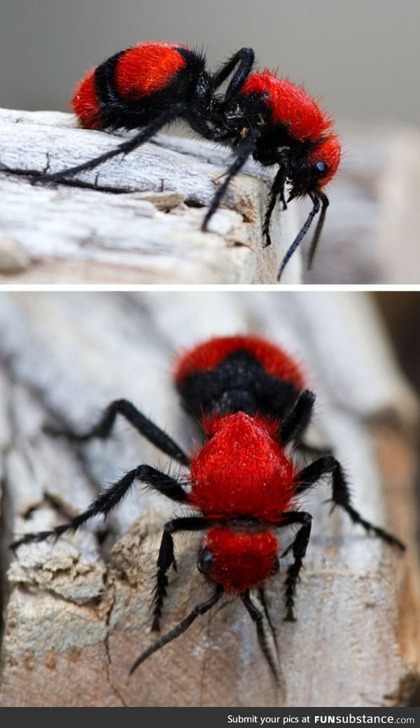 Red velvet ant