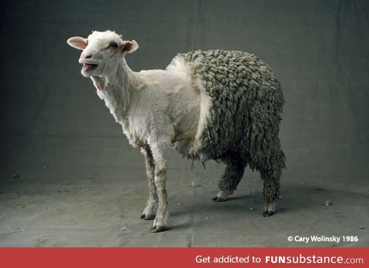 Half sheared sheep