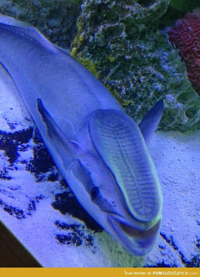 This fish at the aquarium looks like someone stepped on his face