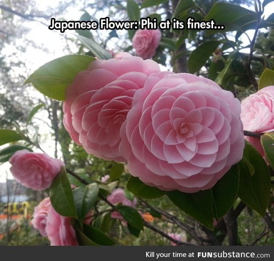 Camellias are beautiful flowers